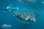 Whale Shark