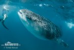 Whale Shark