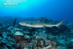 Whitetip reef shark