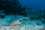 Whitetip reef shark