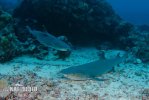 Whitetip reef shark