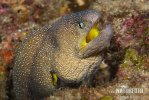 Yellow-mouth Eel