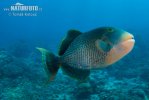 Yellowmargin triggerfish