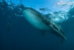 כריש לווייתני