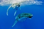 ザトウクジラ