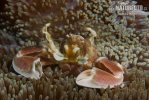 斑新岩瓷蟹