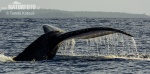 Грбав кит