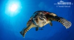 لاک‌پشت پوزه‌عقابی