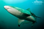 Чернопёрая акула