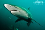 Чернопёрая акула