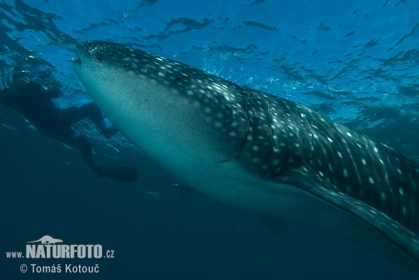 Tiburón ballena