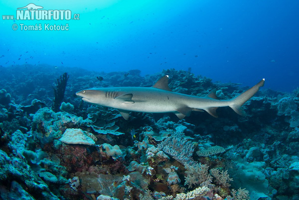 Tiburón de arrecife de punta blanca