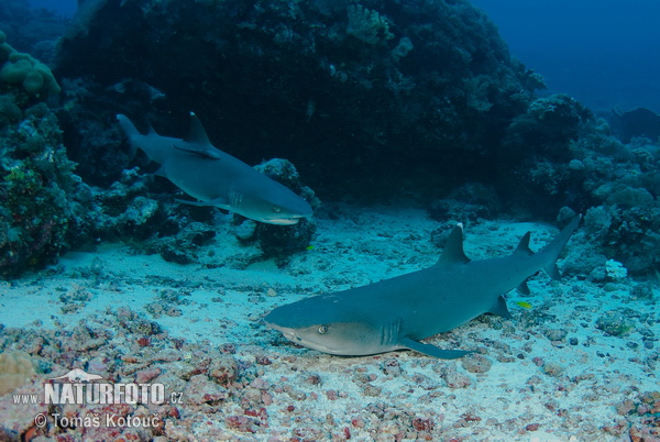 Tiburón de arrecife de punta blanca