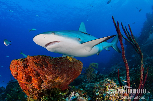 tiburón de arrecife del Caribe