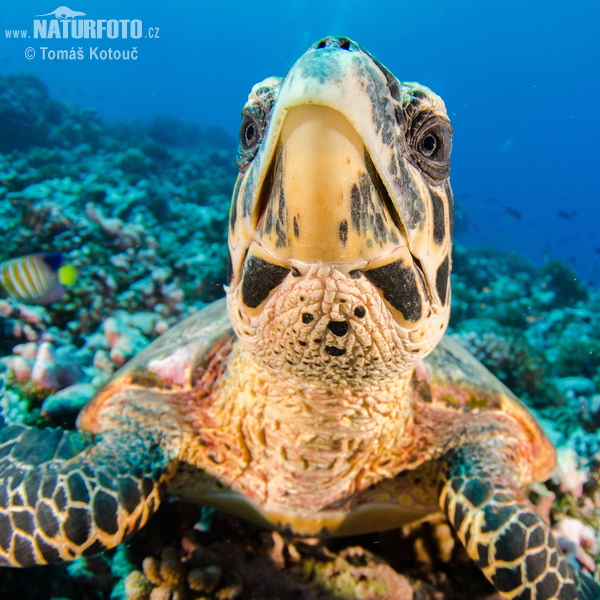 Tortue imbriquée