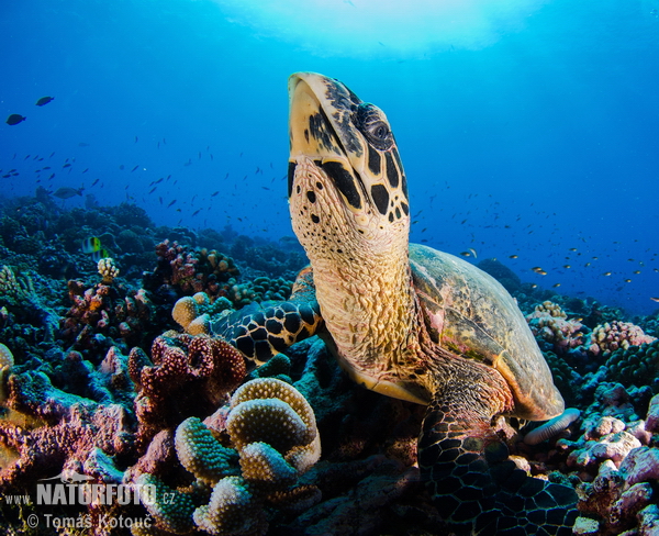 Tortue imbriquée