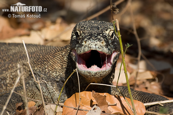 Varanus komodoensis