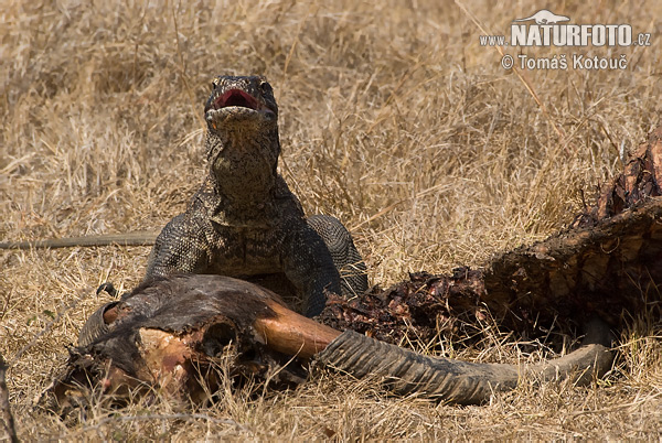 Varanus komodoensis