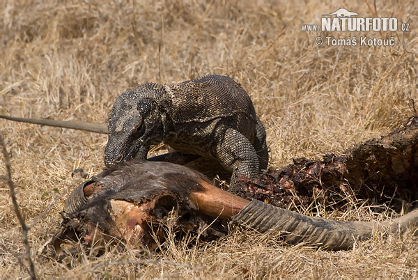 Varanus komodoensis