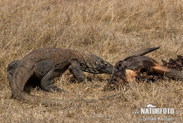 Varanus komodoensis