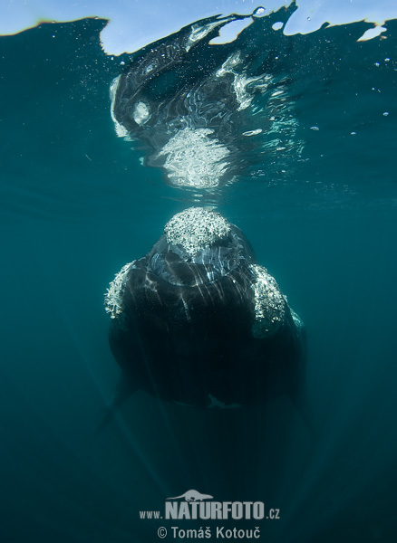 Wieloryb biskajski południowy