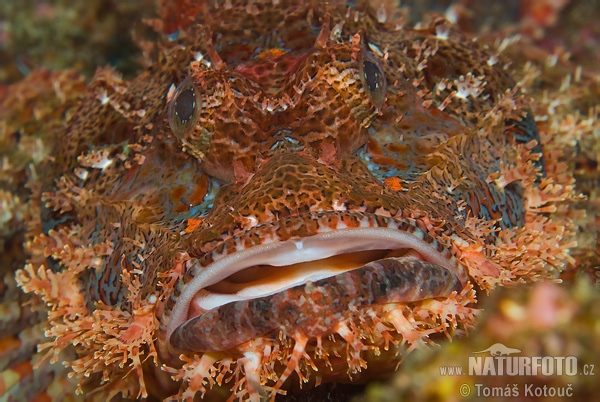 ��ลาแมงป่องยักษ์