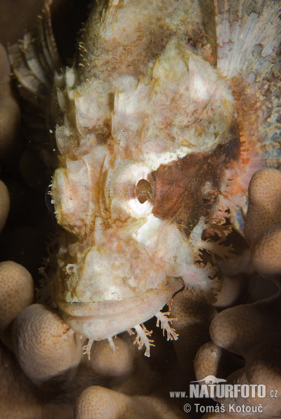 ��ลาแมงป่องยักษ์