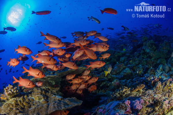 ��特氏锯鳞鱼