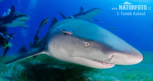 �رش ليموني