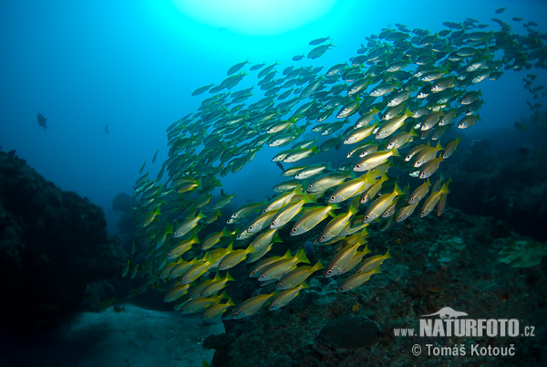 �رخو چشم‌درشت