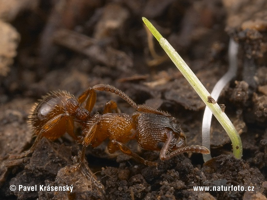 урашкі, насякомыя