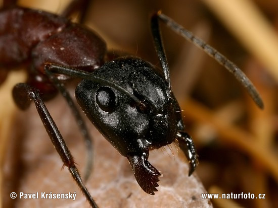 Европейский муравей-древоточец