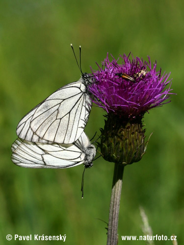 Бяла овощна пеперуда