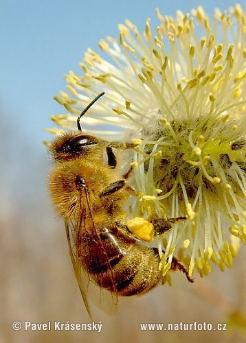 Abeille européenne