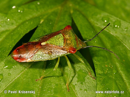 Acanthosoma haemorrhoidale