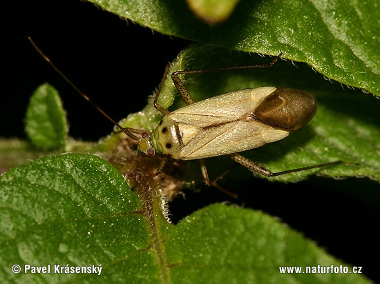 Adelphocoris quadripunctatus