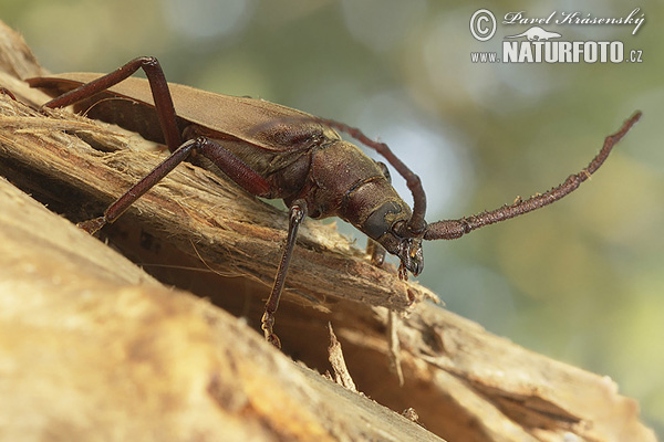 Aegosoma scabricorne