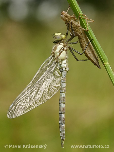 Aeshna cyanea