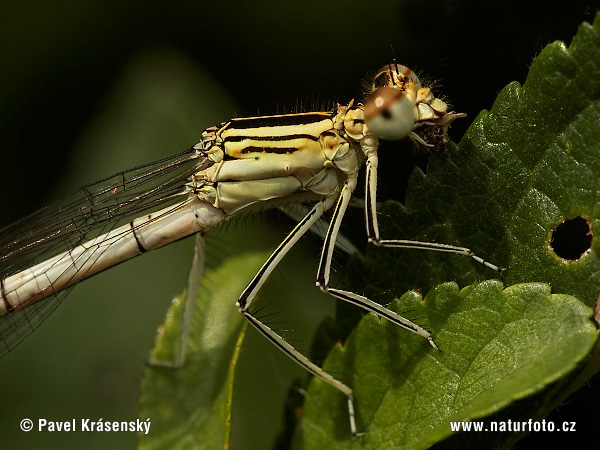 Agrion á larges pattes