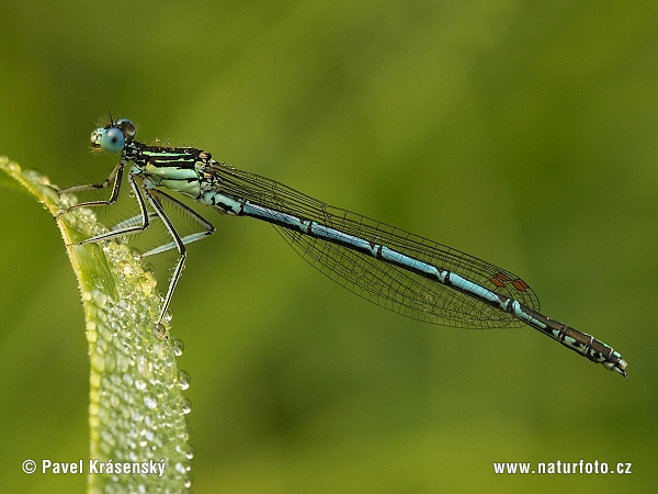 Agrion á larges pattes