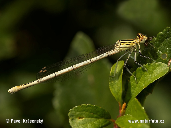 Agrion a zampe larghe