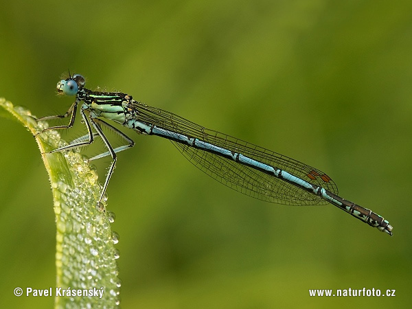 Agrion a zampe larghe