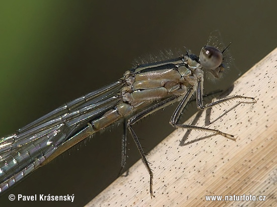 Agrion élégant