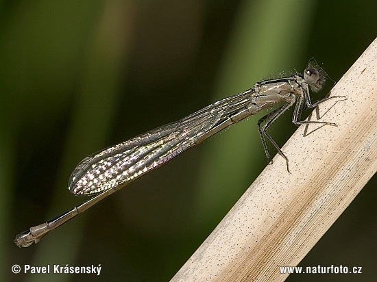 Agrion élégant