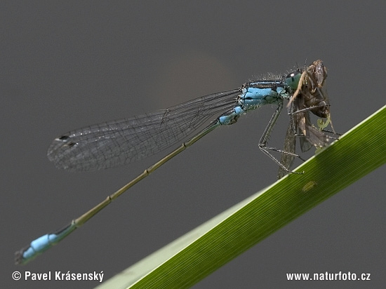 Agrion élégant