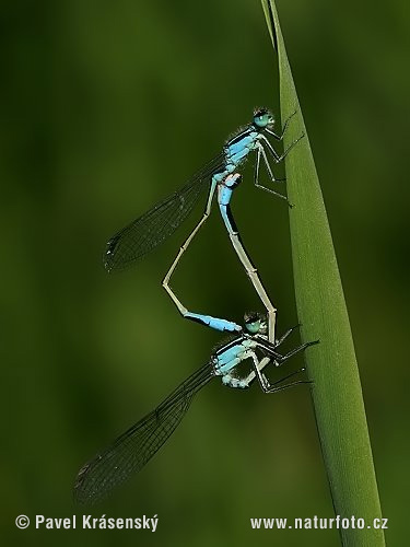 Agrion élégant