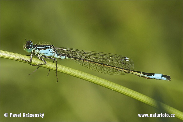 Agrion élégant