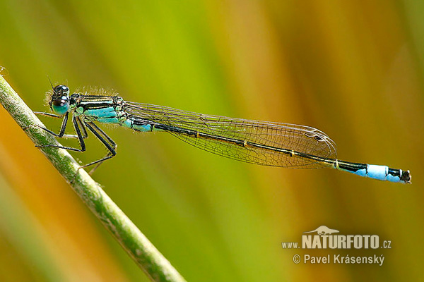 Agrion élégant