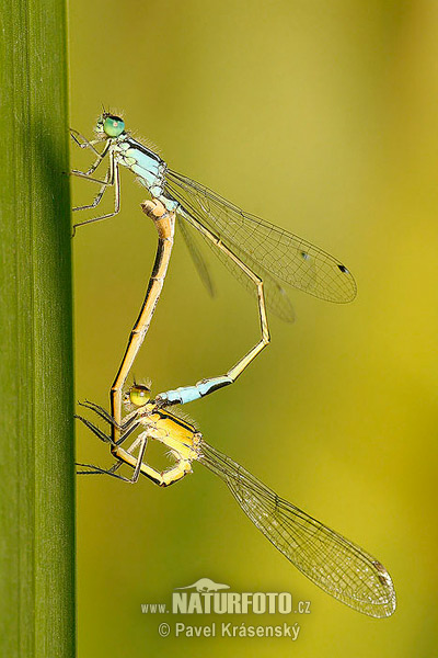 Agrion élégant