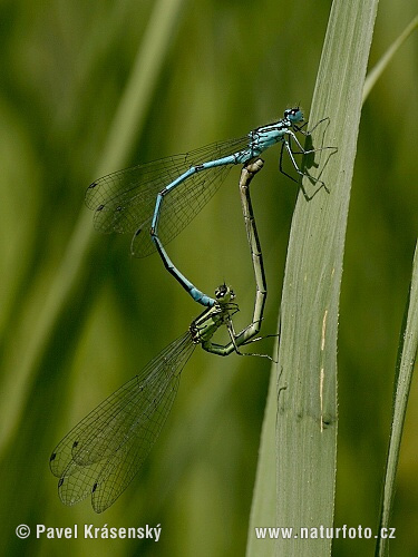 Agrion jouvencelle